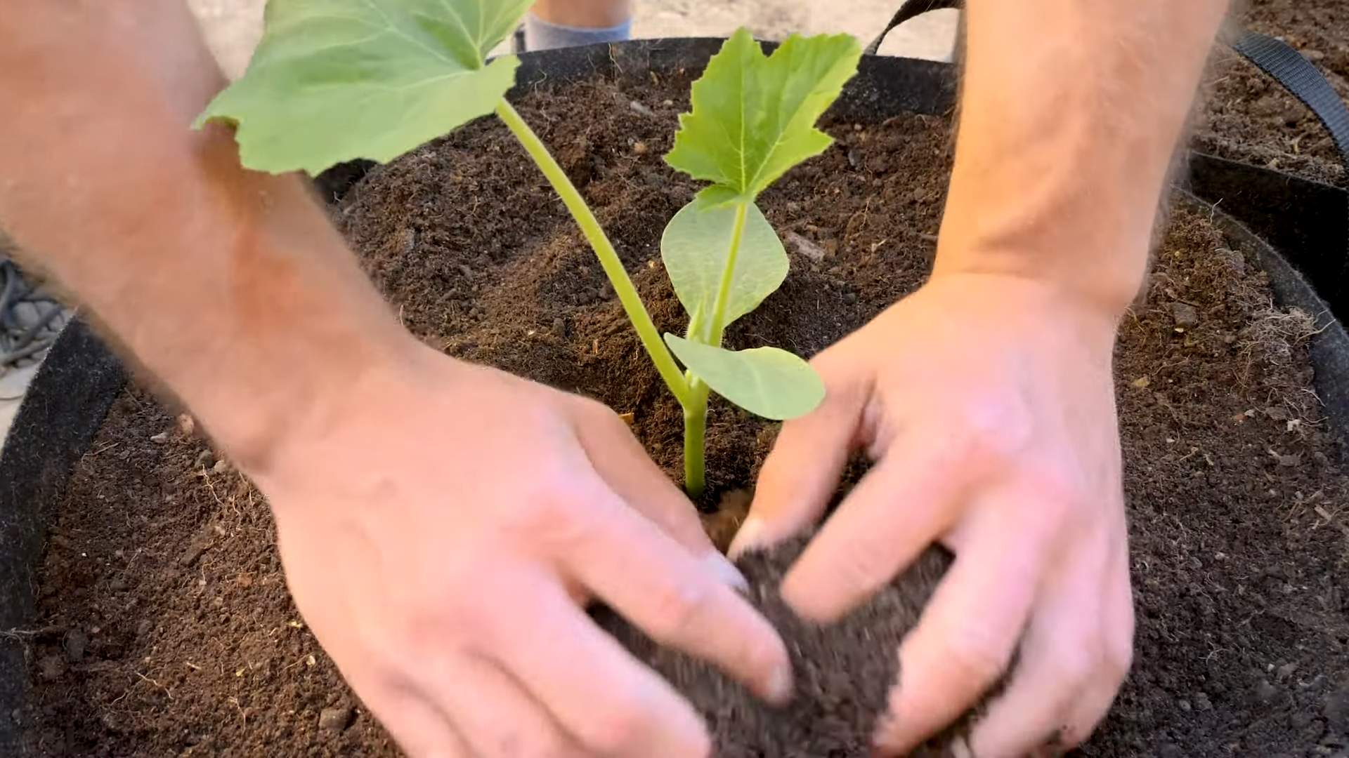 Summer Squash Gardening
