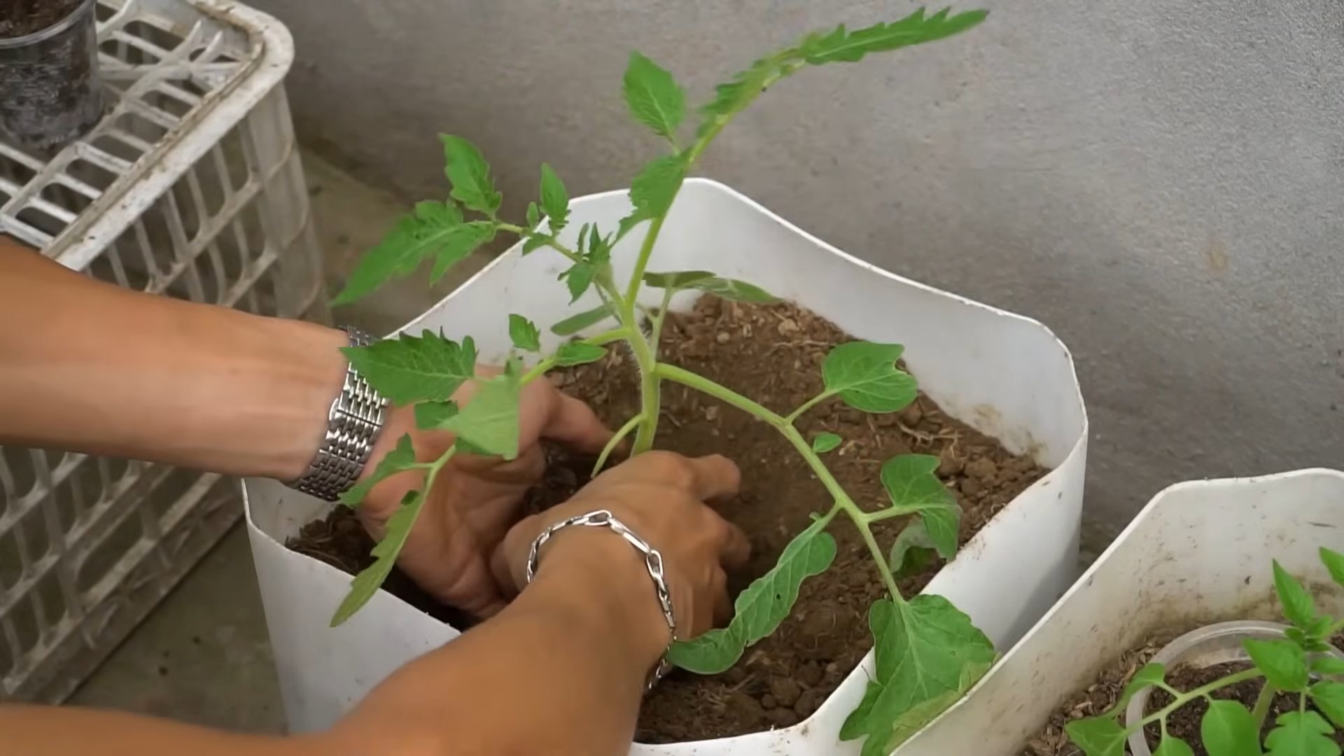 Continuous Tomato Harvest