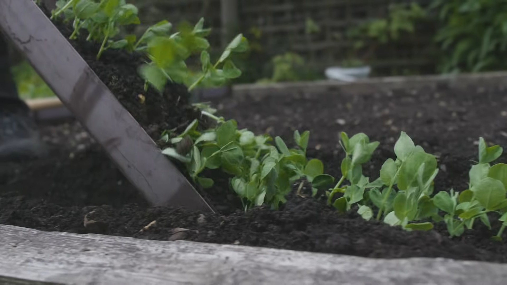 Growing Peas Indoors