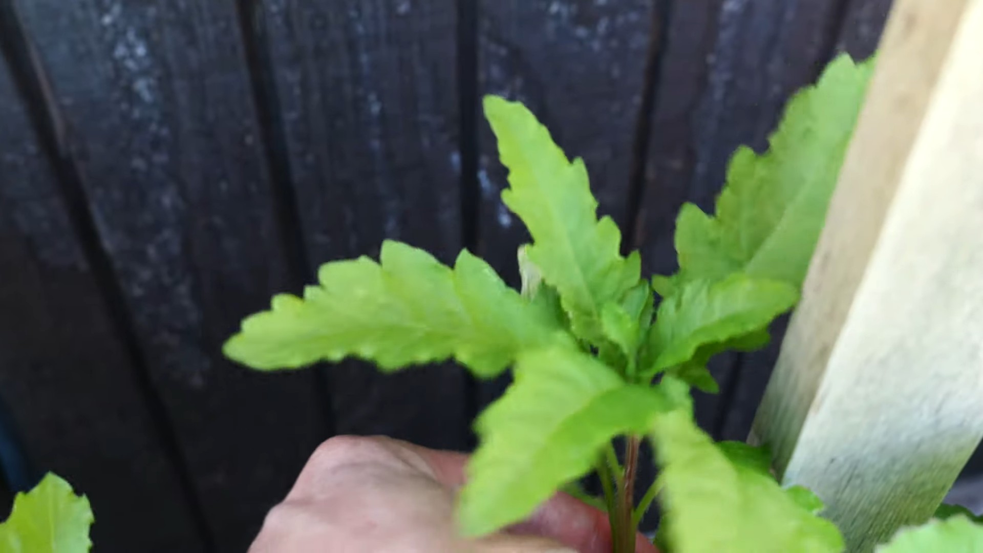 Grow Epazote Herb Kitchen