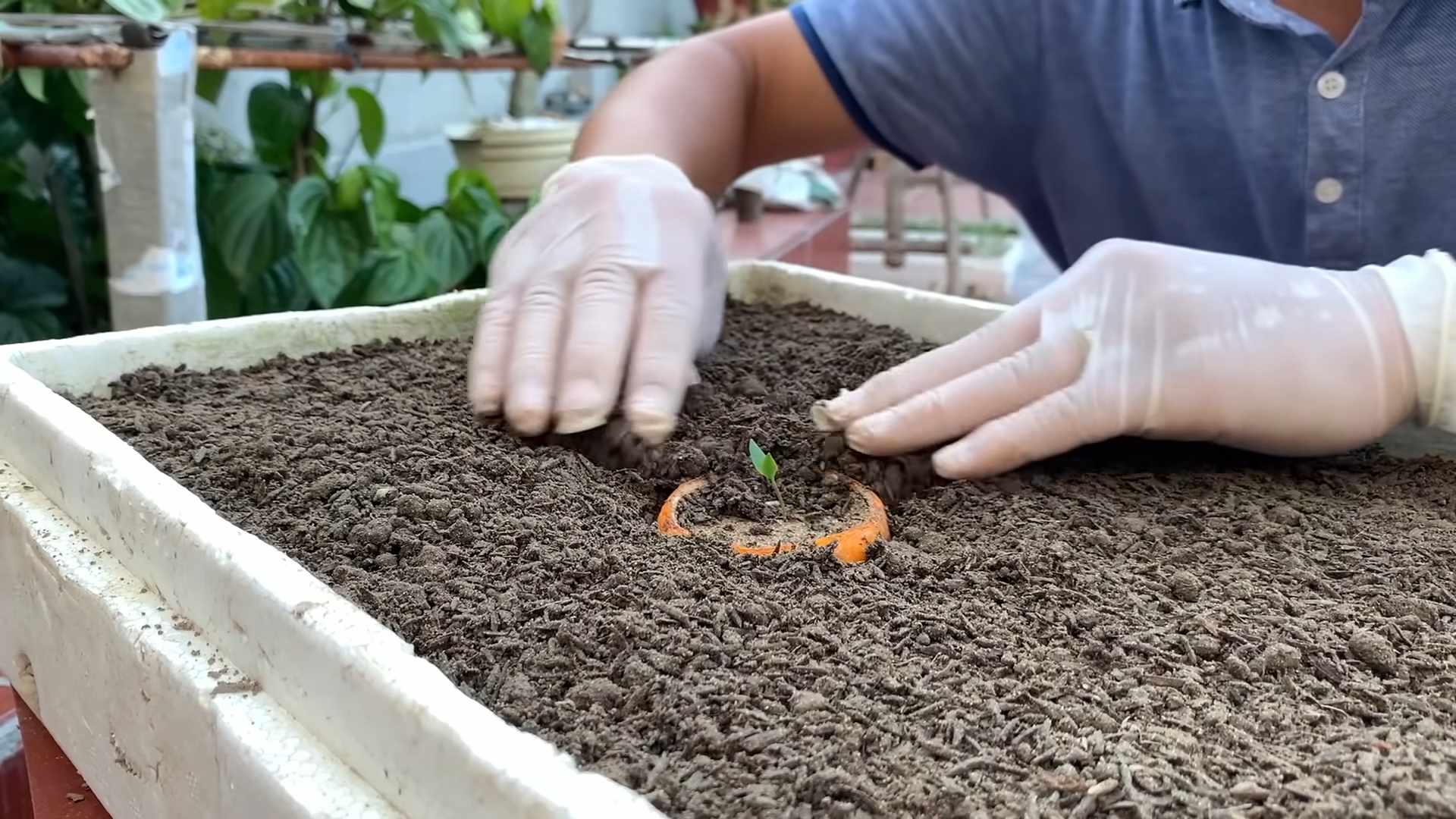 Chili Plant Care Tips