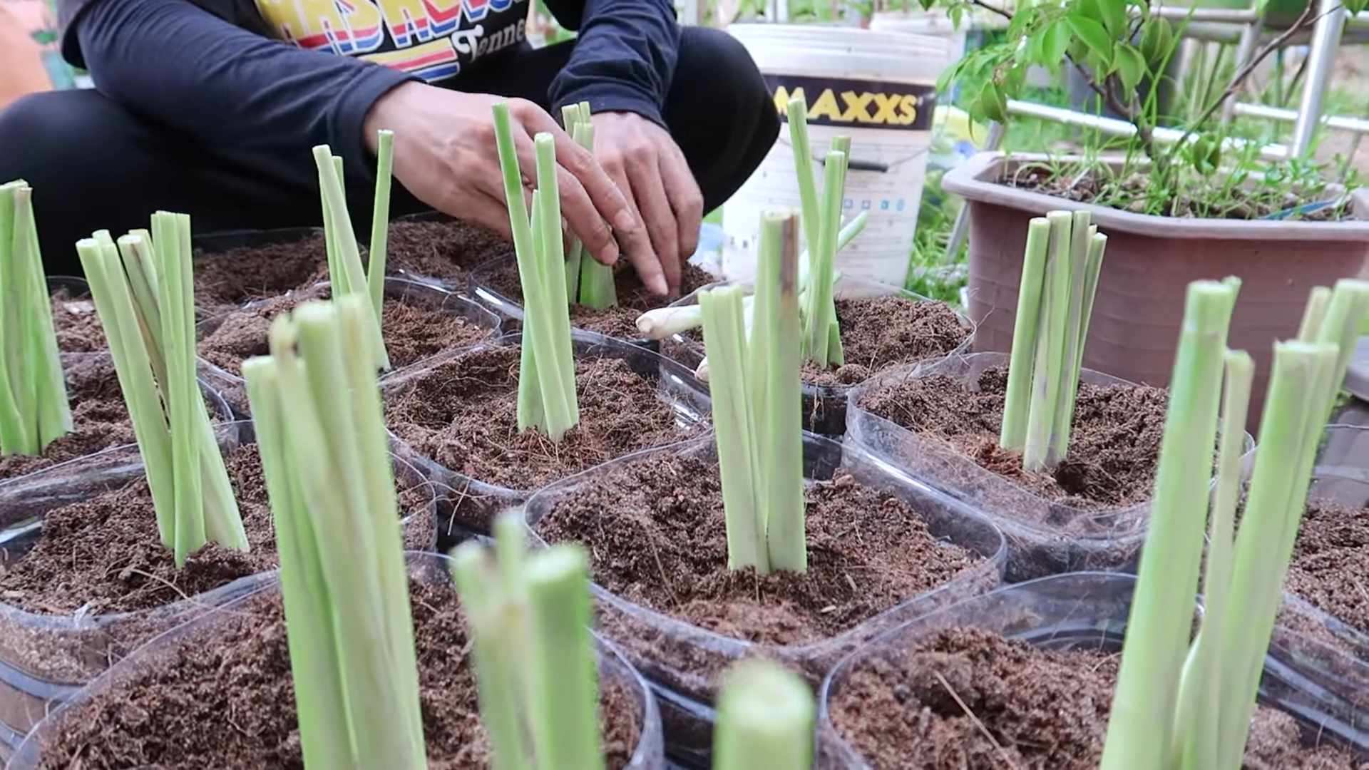 Growing Lemongrass at Home