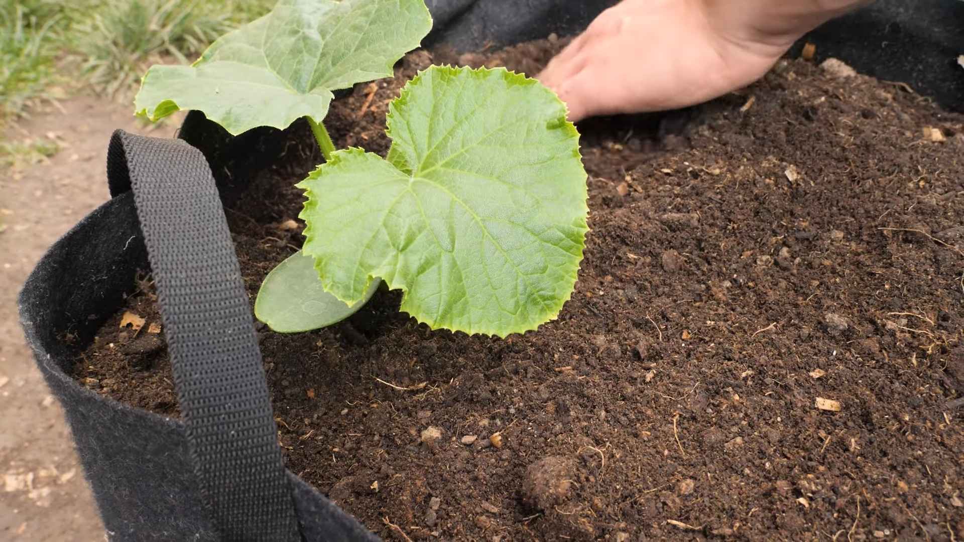 Growing Cucumbers Step by Step