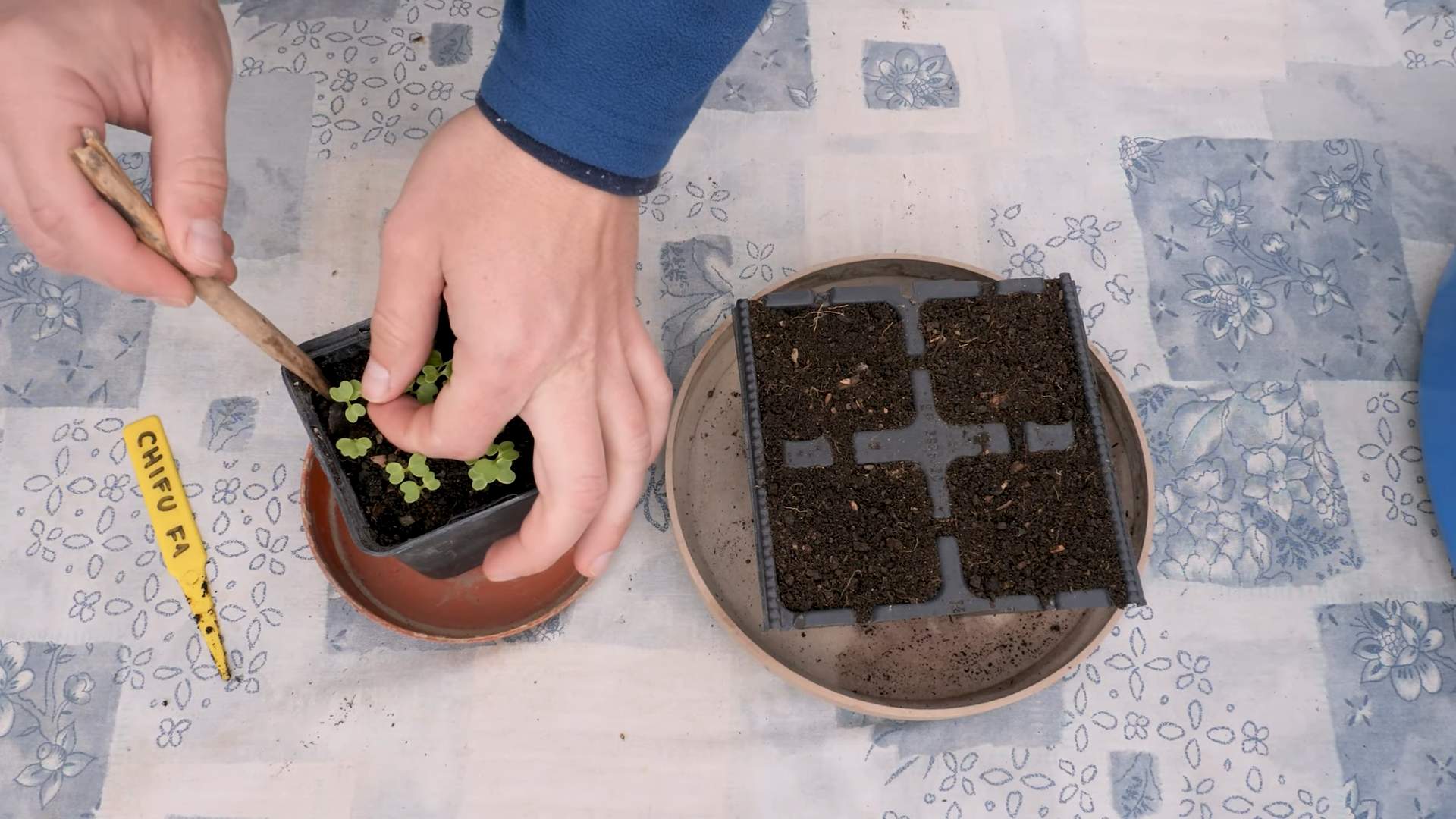 Grow Bok Choy Grow Bags