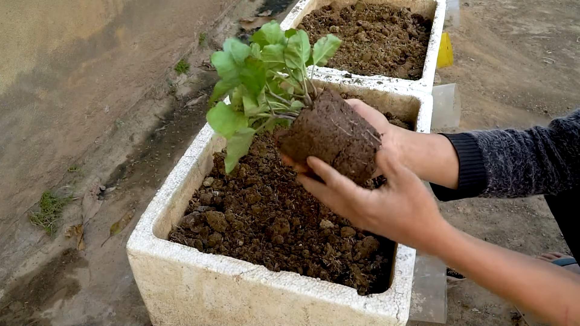 Easy Eggplant Growing