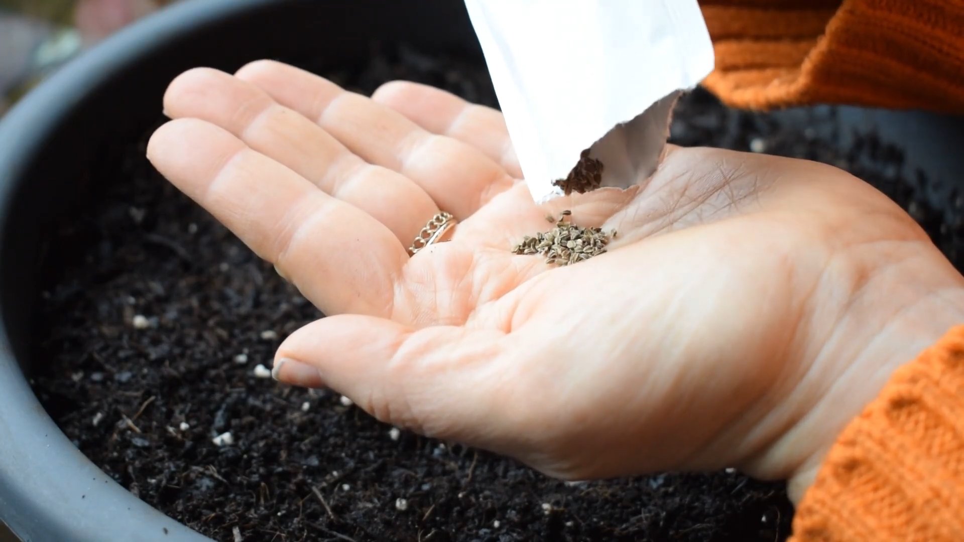 Grow mini carrots at home