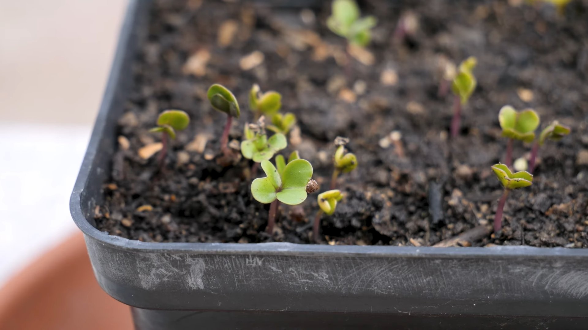 Grow Purple Bush Beans