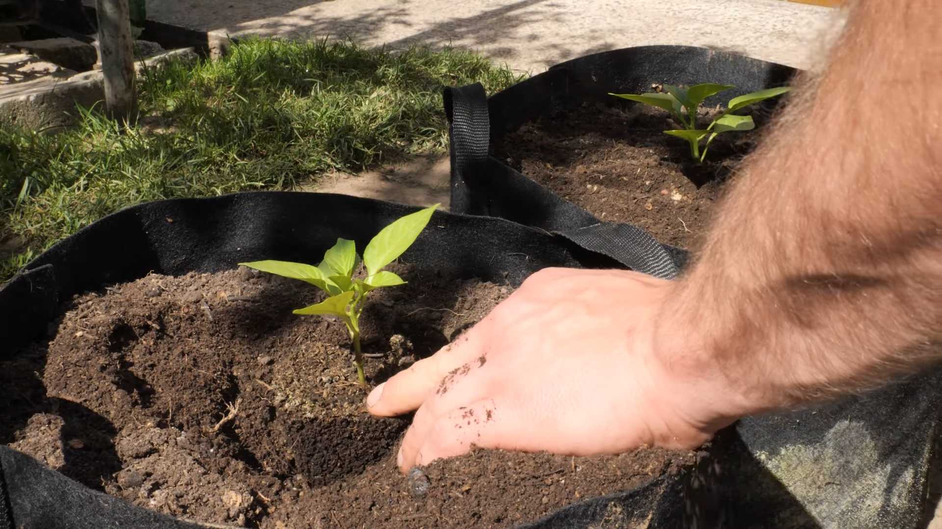 Growing Snack Peppers