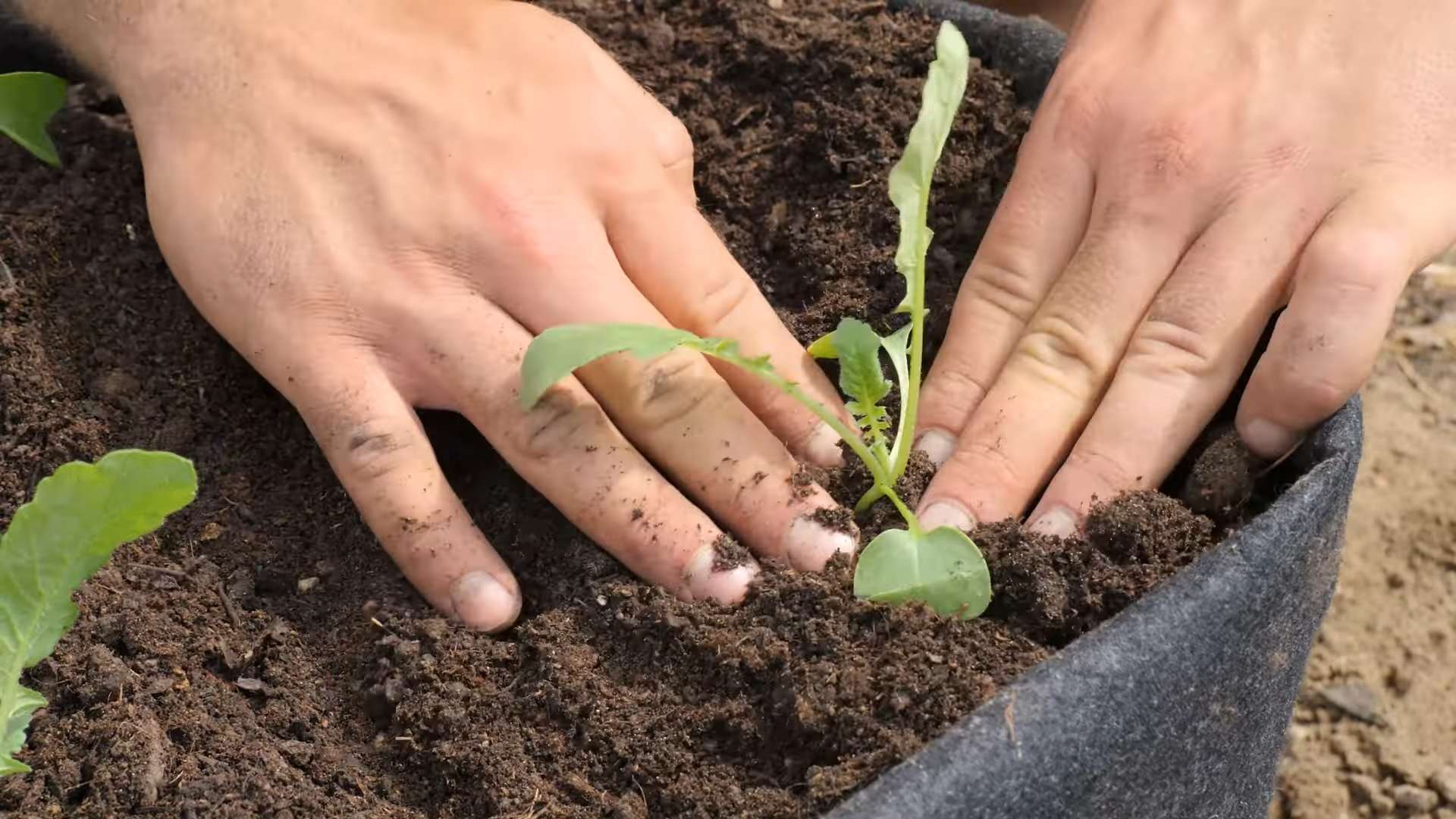 Growing radishes indoors