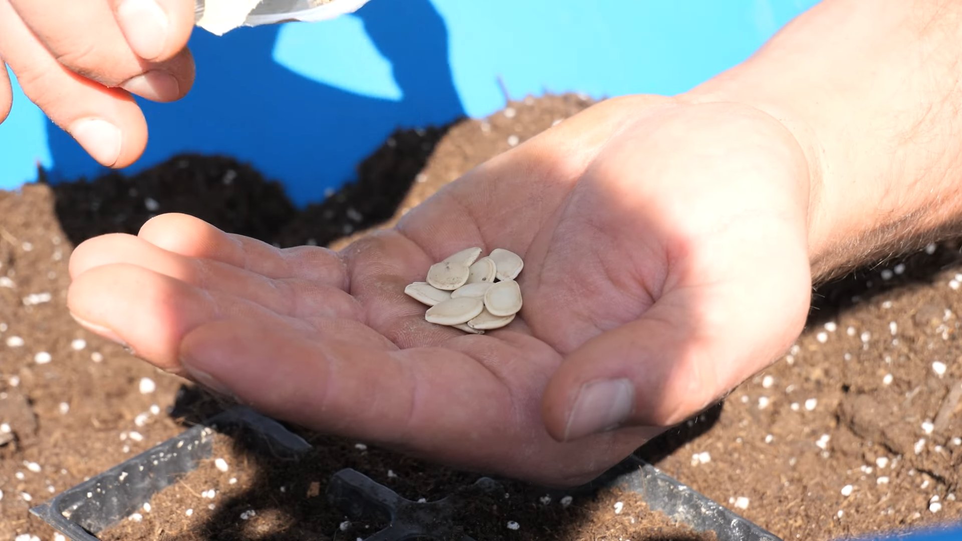 Backyard Zucchini Growing Tips