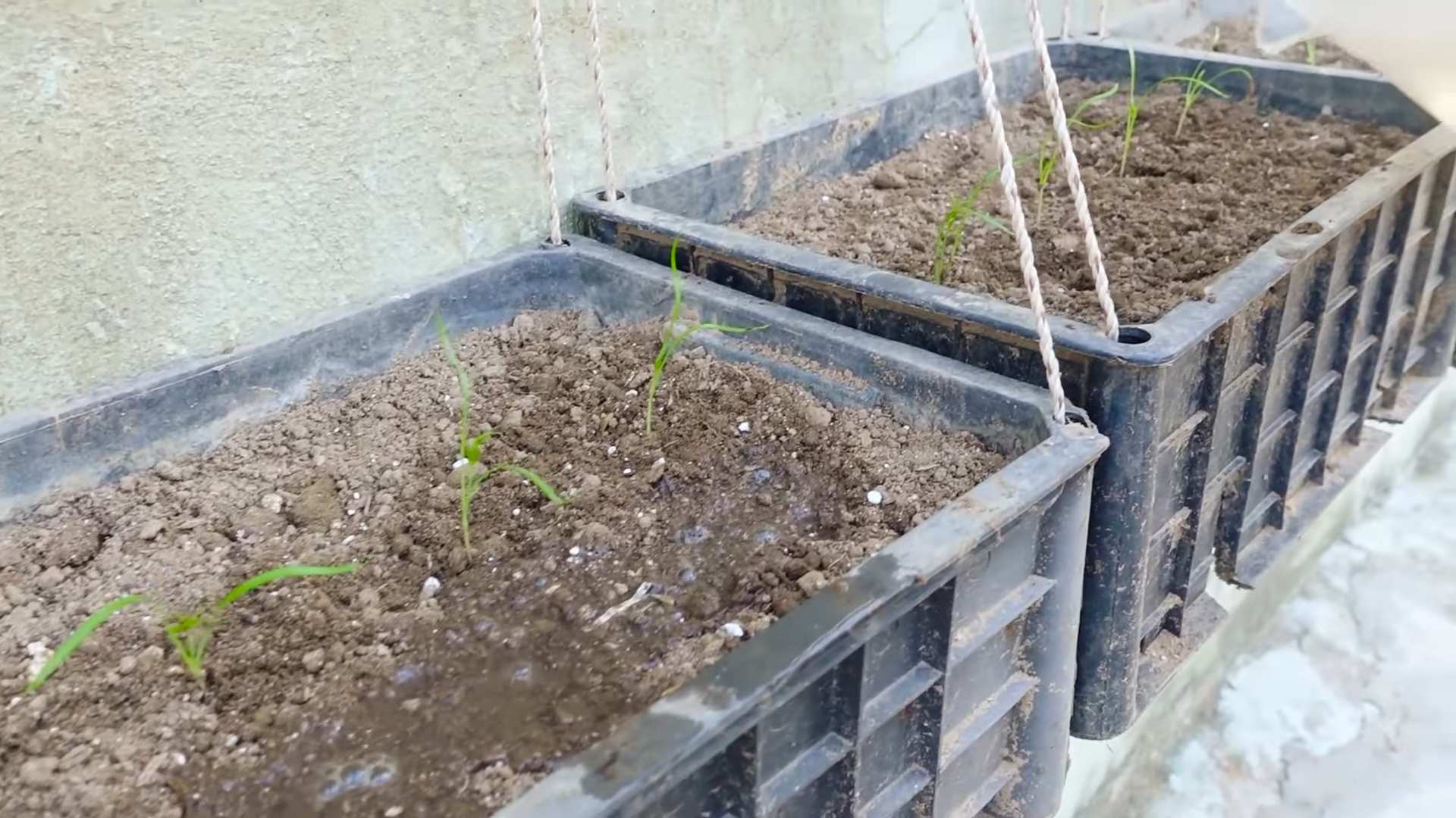 Grow dill indoors